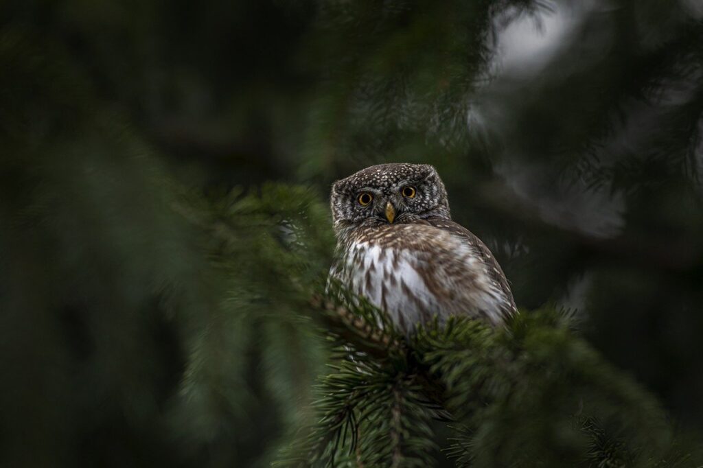 eurasian pygmy owl, owl, bird-7957302.jpg