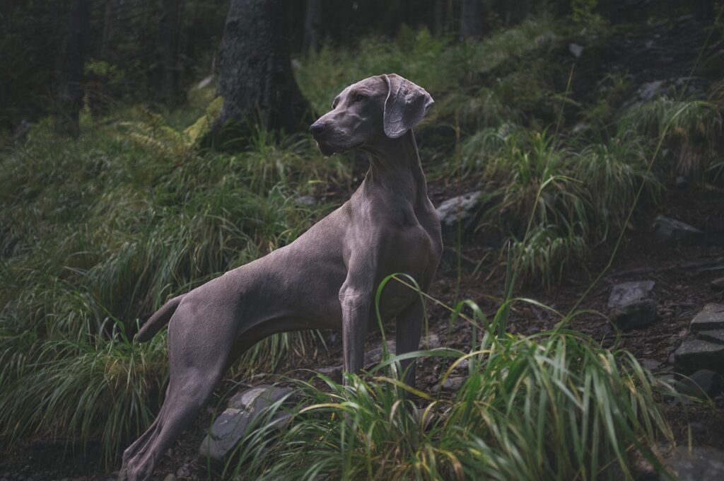 weimaraner, dog, hunting dog-1869442.jpg